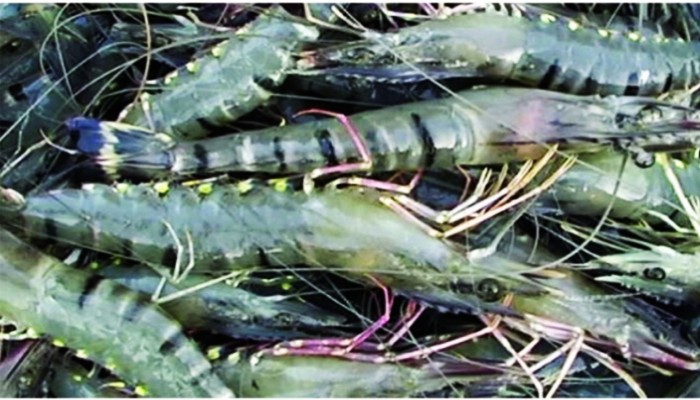 দেশের চিংড়ি প্রথমবারের মতো রপ্তানি হতে যাচ্ছে নিউজিল্যান্ডে