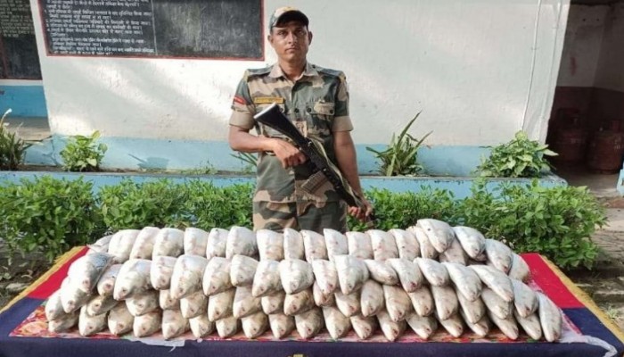 ভারত-বাংলাদেশ সীমান্তে আটক প্রচুর পরিমাণ পদ্মার ইলিশ।