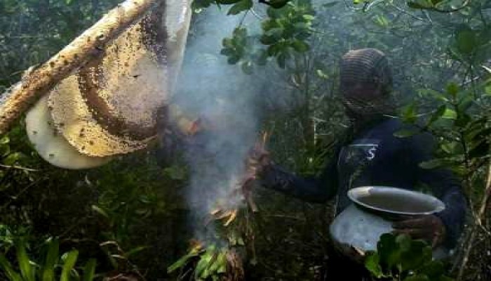 আজ থেকে সুন্দরবনে মধু আহরণ শুরু