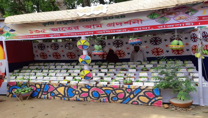 বাঘায় ১৪৪ প্রজাতির আমের প্রদর্শনী