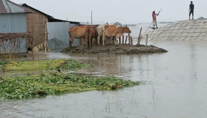 সিরাজগঞ্জে বিপৎসীমা ওপরে যমুনার পানি, প্লাবিত ৬ হাজার হেক্টর কৃষি জমি
