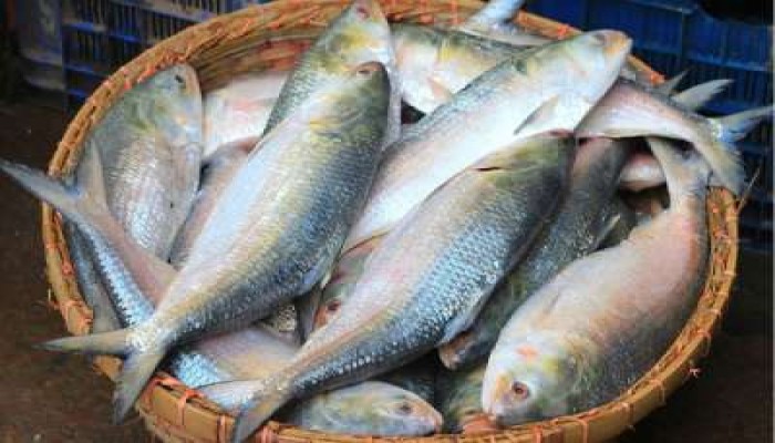 ইলিশের দাম ৭০০ টাকা নির্ধারণ করতে আইনি নোটিশ
