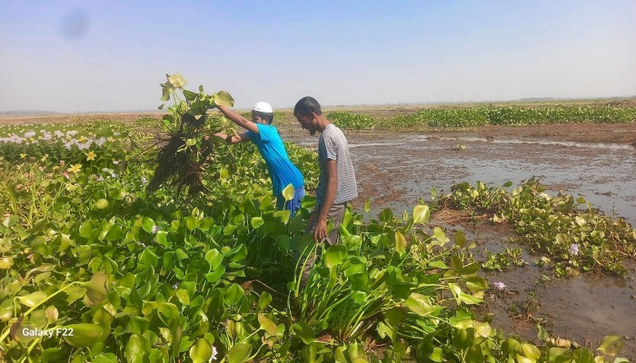 কচুরিপানায় দিশেহারা চলনবিলের  কৃষক