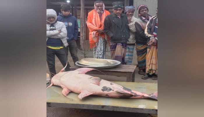 যমুনায় ধরা পড়ল ৩৮ কেজি ওজনের বাঘাইড় মাছ