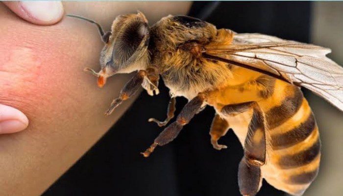 মধুখালীতে মৌমাছির আক্রমণে যুবকের মৃত্যু, আহত ১৬