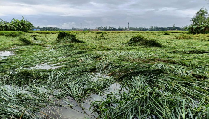 রোপা আমন ধান এখন পানির নিচে দিশেহারা রায়গঞ্জের কৃষকেরা